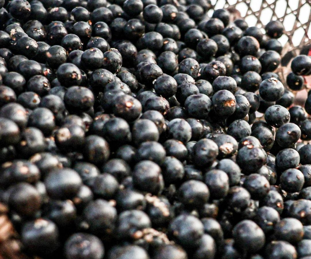 China facilita exportação de polpas e frutas congeladas brasileiras