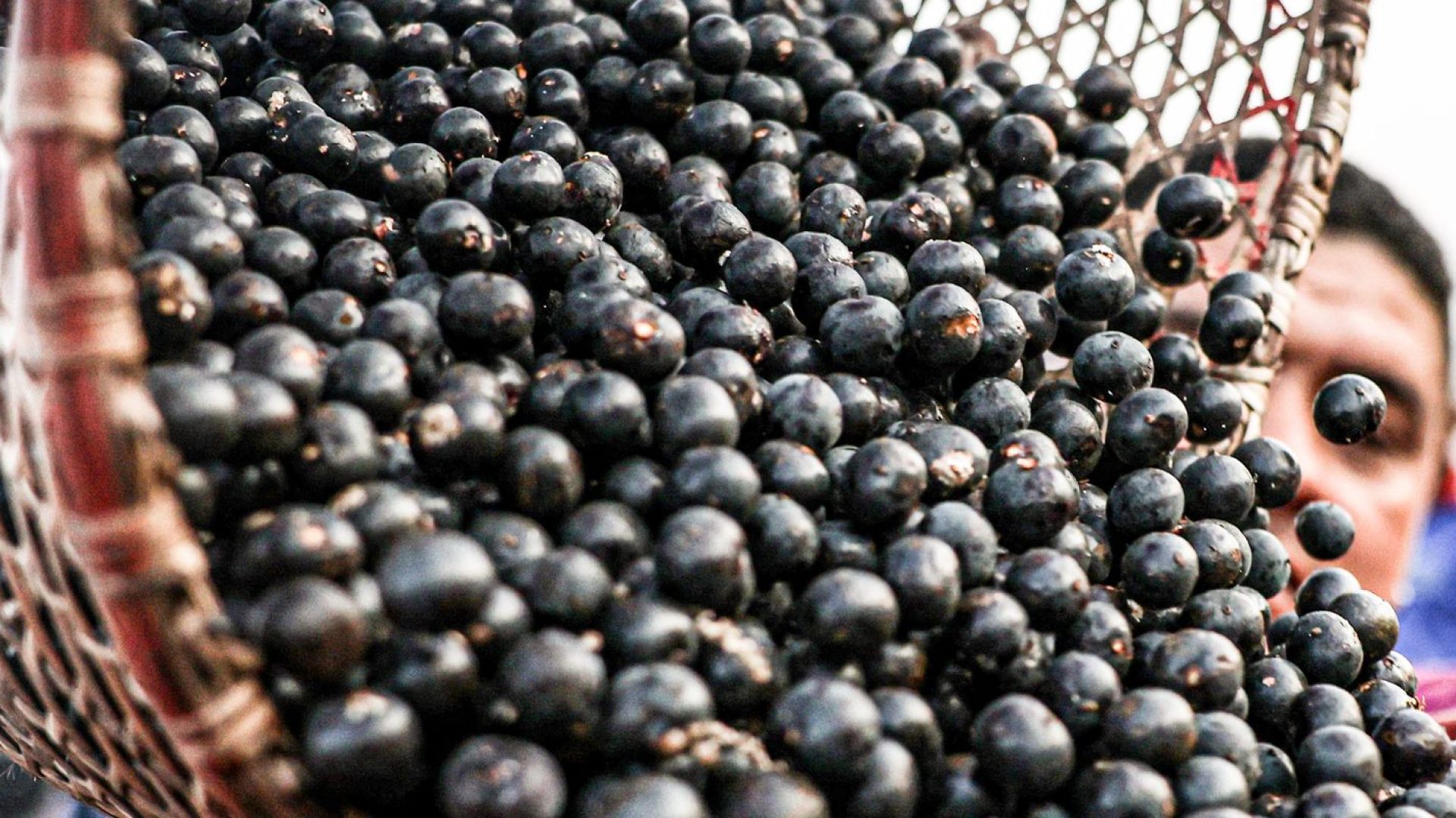 China facilita exportação de polpas e frutas congeladas brasileiras